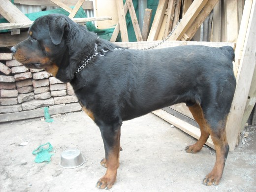 mi campeon.